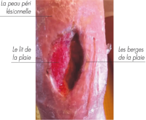 Fichier 54logo 512 p